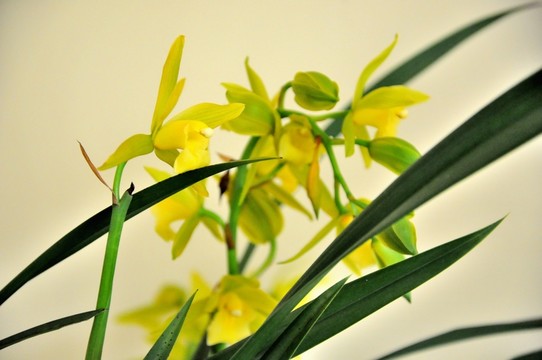 蘭花開(kāi)花