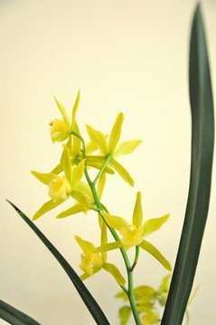 蘭花開花