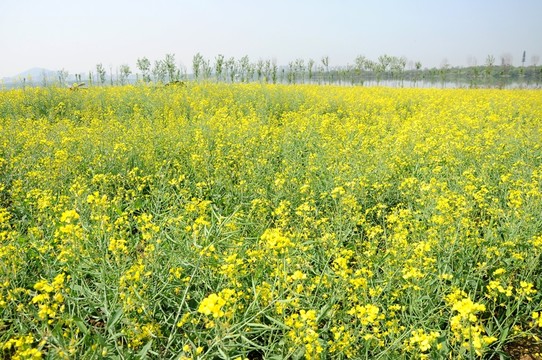 油菜花