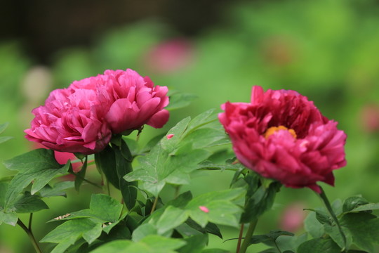 牡丹花
