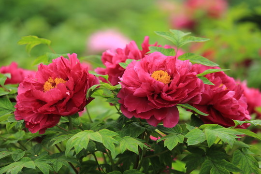 牡丹花