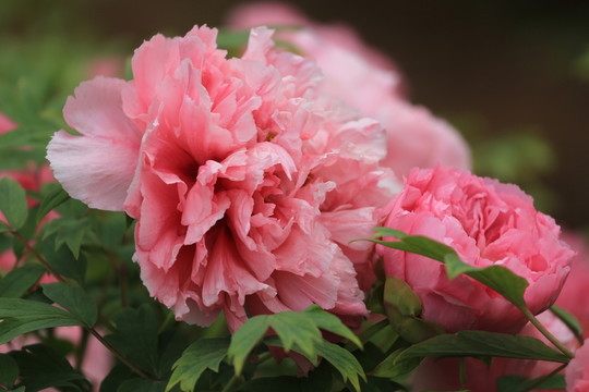 牡丹花