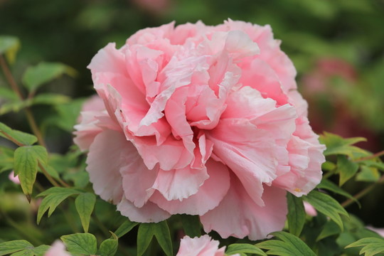 牡丹花
