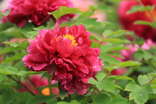 牡丹花