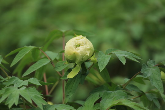 牡丹花蕾