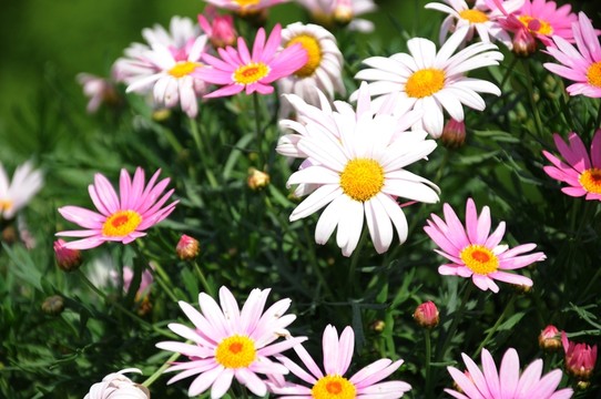 鮮花 小花 花卉