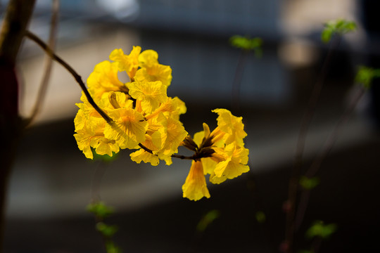 黃絲風(fēng)鈴
