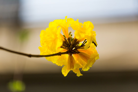 黃絲風(fēng)鈴