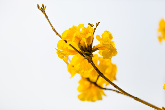 黃絲風(fēng)鈴