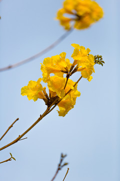 黃絲風(fēng)鈴