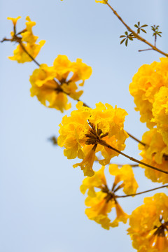 黃絲風(fēng)鈴