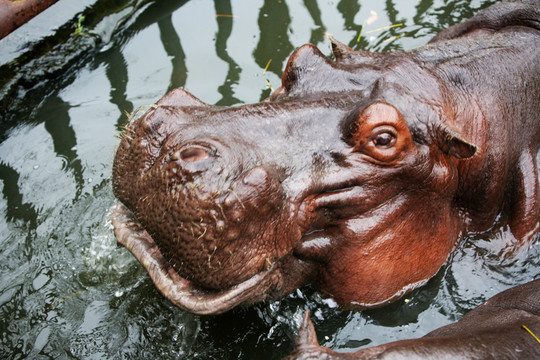 河馬 動物