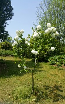 白牡丹 牡丹花 牡丹園