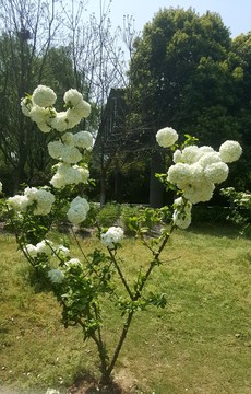 白牡丹 牡丹花 牡丹園