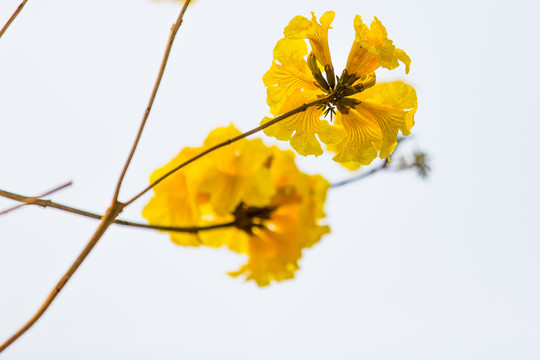 黃絲風(fēng)鈴