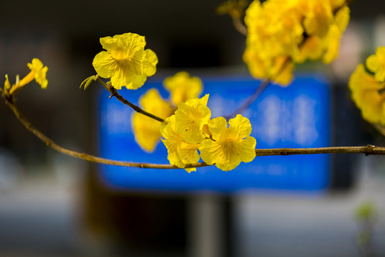 黃絲風(fēng)鈴