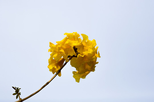 黃絲風(fēng)鈴