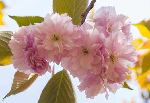 櫻花 重瓣櫻花