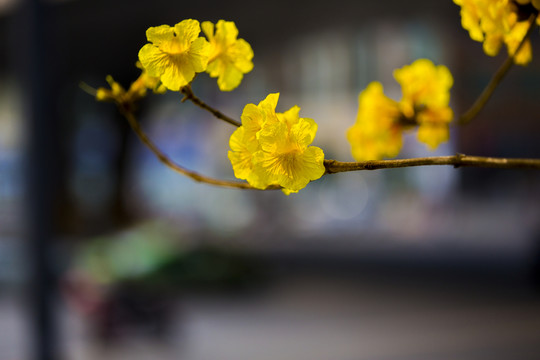黃絲風(fēng)鈴