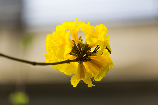 黃絲風(fēng)鈴