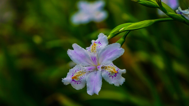 鳶尾花