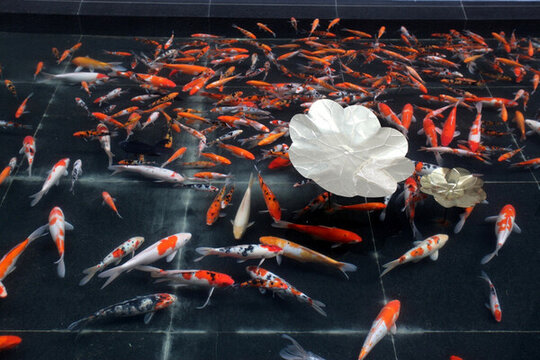 南京 江南貢院 鯉魚 錦鯉