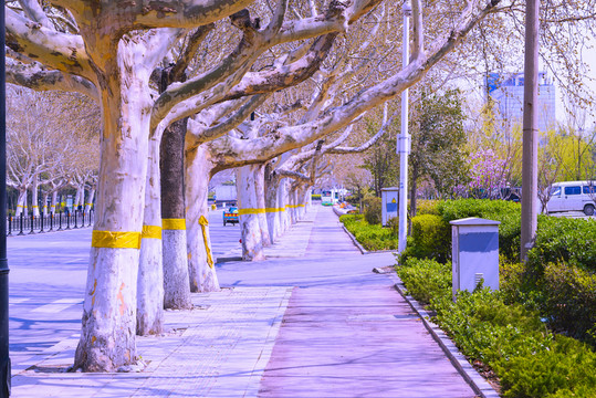 法國(guó)梧桐街景