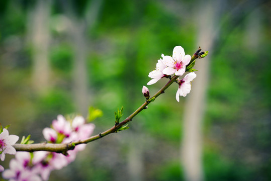 一枝桃花