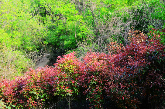 綠樹(shù)背景