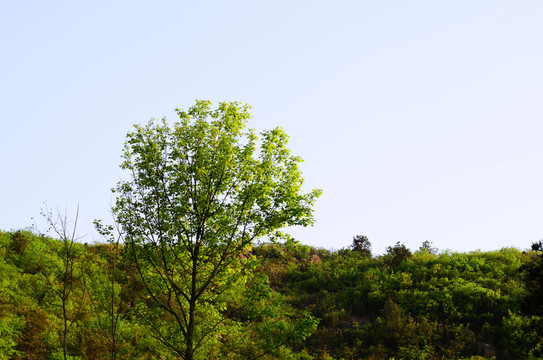 樹林 植被