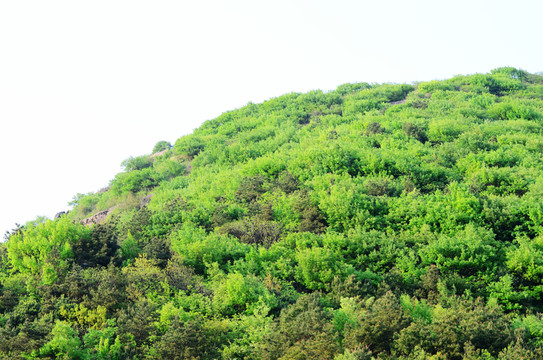 山林植被