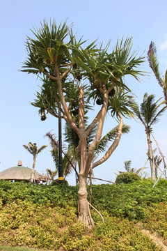 露兜樹