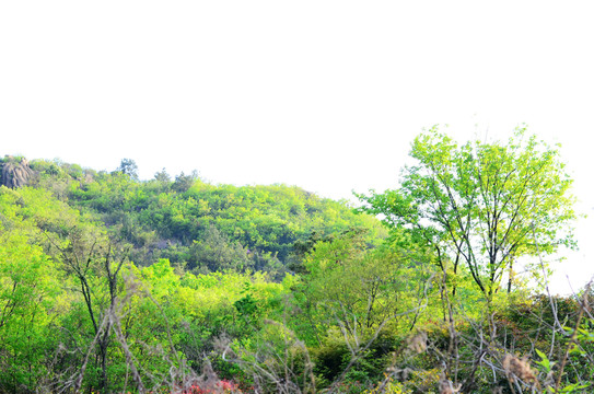 山林植被 綠色背景