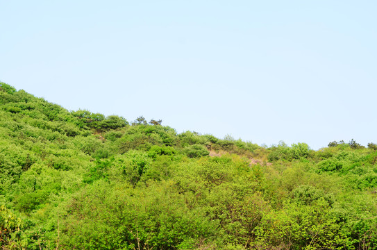 山體植被