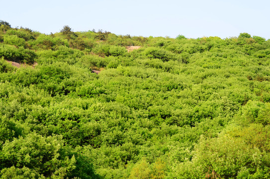 山體植被