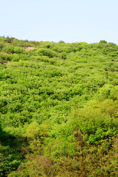 山體植被
