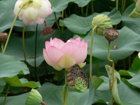 蓮花蓮蓬