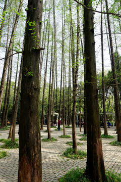 樹林