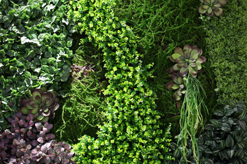 绿色植物墙 植物墙 花卉墙