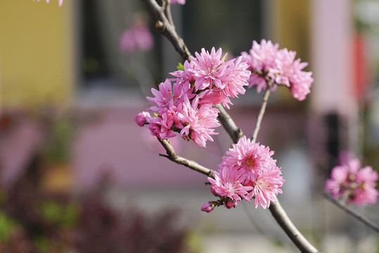 菊花桃