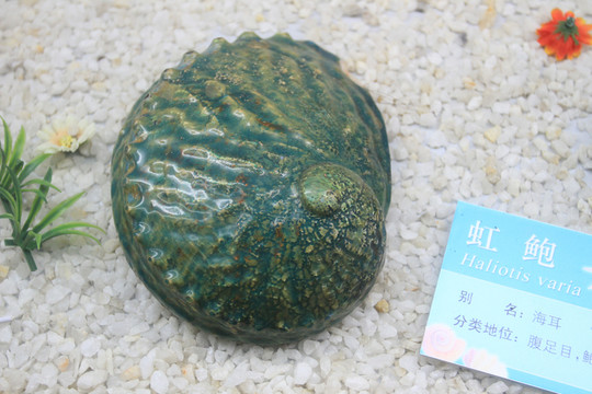 虹鮑
