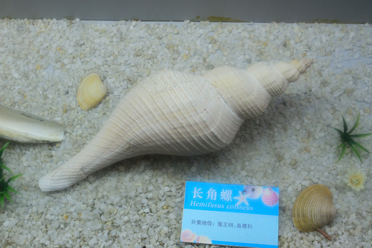 長角螺