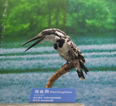 斑魚狗