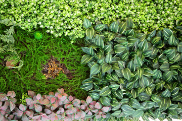綠色植物墻 植物墻 花卉墻 綠