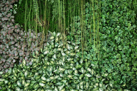 綠色植物墻
