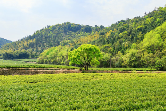 茶葉農(nóng)田 綠色 農(nóng)村 茶樹植物