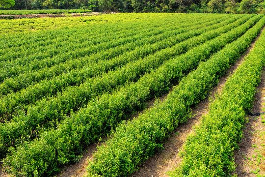 茶葉農(nóng)田 綠色 農(nóng)村 茶樹植物