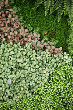 綠色植物墻 植物墻 花卉墻