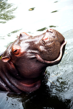 河馬 動物