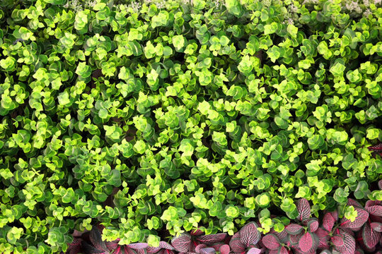 綠色植物墻 植物墻 花卉墻 綠